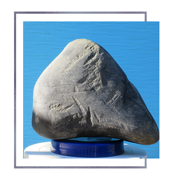 Discover the Treasures of Cornwall's Beach Fossils