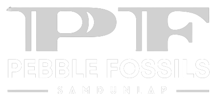 Fossil Identification